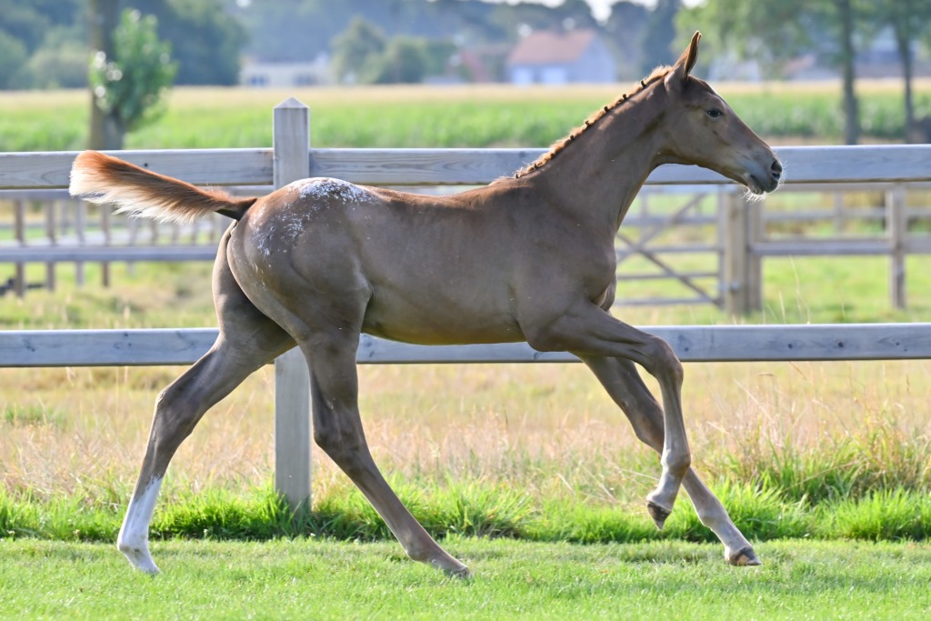 Jago vd Holsteinerhoeve Z